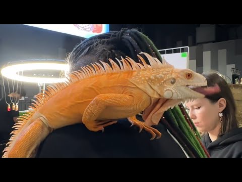 Видео: Сумасшедшие люди и их твари