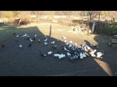 Видео: 26 октября 2025 г.