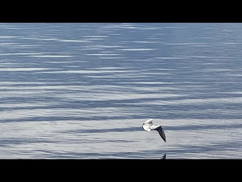 Видео: Утренняя практика на 20 минут. С берега Камчатки.