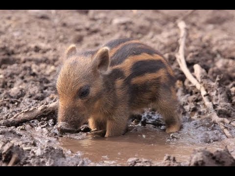 Видео: Поросенок Фунтик. Зимняя история. | Film Studio Aves