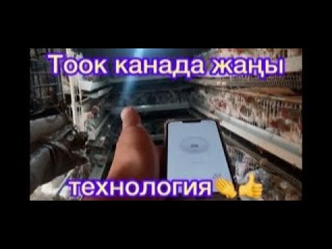 Видео: Тооктор бираз көбөйдү. Жаны жеңилдик