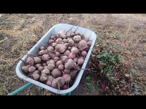 Видео: Збираємо врожай буряка/Переробляю моркву у морозилку/Куховарю.