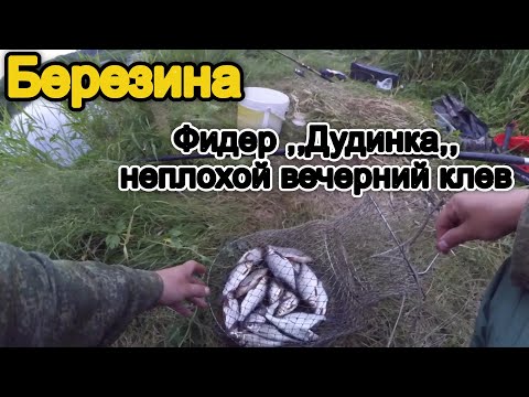 Видео: Рыбалка на Березине - Хороший клев на фидер к вечеру!