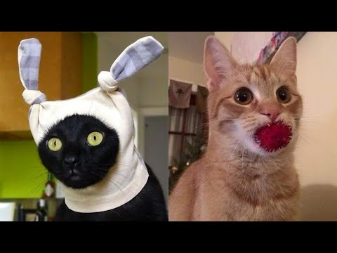 Видео: 😹Коты 2022 смешные котики. 😹Новые приколы с котами до слез. Я СМЕЯЛСЯ ЧАС 😹Funny cats  2022-2021