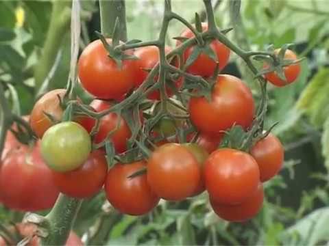 Видео: Советы Александра Ганичкина. Выращивание помидоров