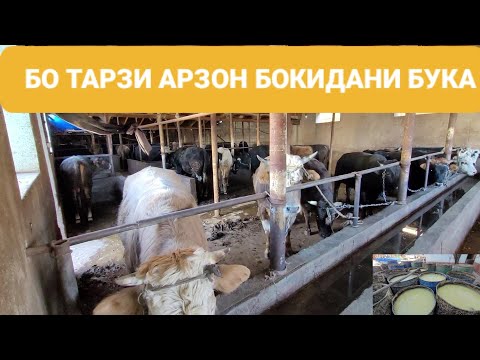 Видео: БУКА ПАРВАРИ ДАР ШАРОИТИ ДЕХА ХАМАИ МАЪЛУМОТАШ ПУРА ЧИ МЕХУРАД ВА ЧАНВАК ХАМАШ ХАСТ☝☝👍👍🪐🪐🛎🛎💯💯🛎🛎🛎🛎🛎🛎