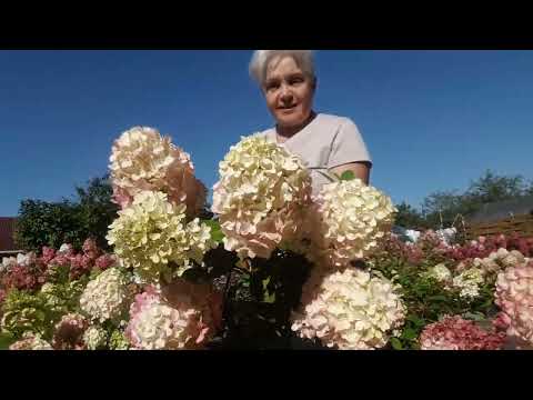 Видео: #Обзоркаталога#Осень2025#обрезакадлякрупныхсоцветий #Бонфайер#ПтиФлори#Граффити#Скайфолл#РоялФлауэр