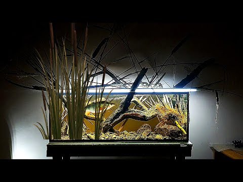 Видео: ДИКИЙ окунь в аквариуме спустя неделю. Добавил камыш