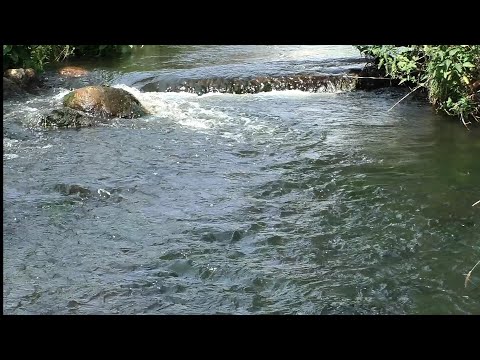 Видео: Ловля окуня, ручьевой форели и других видов рыб.