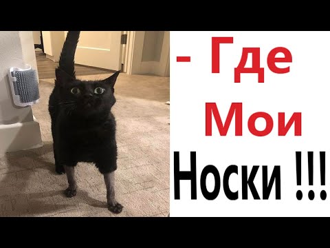 Видео: Приколы! КОТ БЕЗ НОСКОВ! Смешные видео – Доми шоу