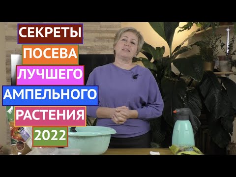 Видео: ОБ ЭТОМ РАСТЕНИИ МЕЧТАЕТ КАЖДЫЙ! ВЫРАЩИВАЕМ ДИХОНДРУ ИЗ СЕМЯН!