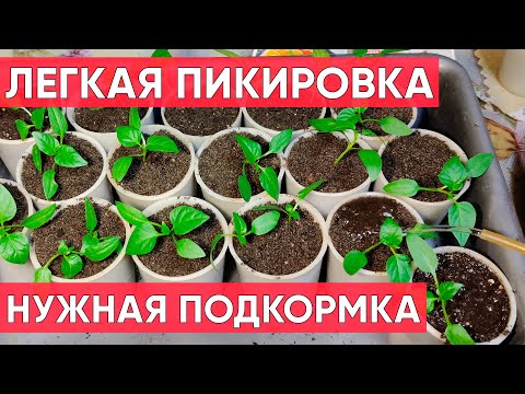 Видео: ПЕРЕЦ!!! ПИКИРОВАТЬ очень просто! Чем обязательно ПОДКОРМИТЬ! Выращиваем хорошую рассаду!