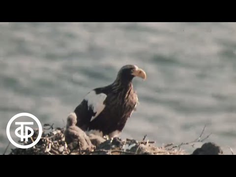 Видео: В объективе - животные. Гнездо на краю света. Путешествие на Камчатку (1985)
