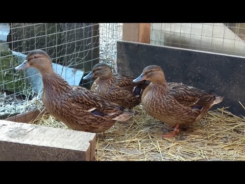 Видео: Подсадная утка  От А до Я . Всё о ней и для неё (ВОЗМОЖНО ПЕРЕДЕЛАЮ ,В КОНЦЕ КОСЯЧОК НЕ БОЛЬШОЙ)