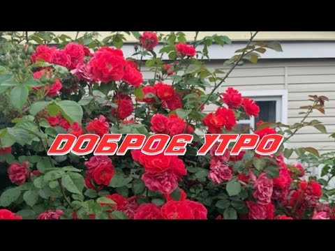 Видео: Доброе утро. Самой лучшей  маме.Здоровья и благополучия.