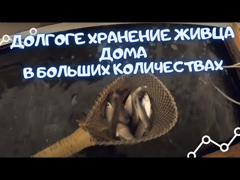Видео: КАК ДОЛГО ХРАНИТЬ ЖИВЦА в большом количестве
