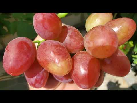 Видео: Огляд деяких гф винограду на одному кущу 🍇☝️🤠