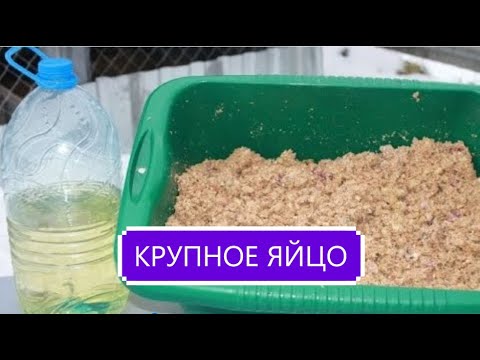 Видео: ОСТОРОЖНО! ПОДСОЛНЕЧНОЕ  МАСЛО ДЛЯ КУР.