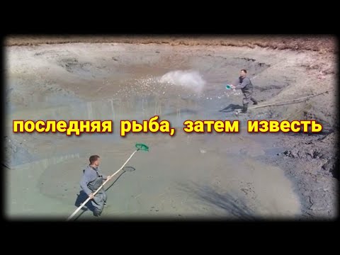 Видео: вылавливаю сачком остатки рыбы и вношу известь.