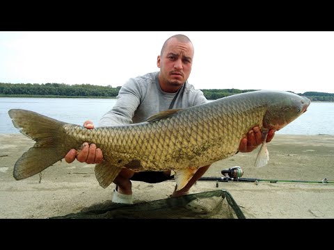Видео: Риболов-Bushcraft на Амур река Дунав HD