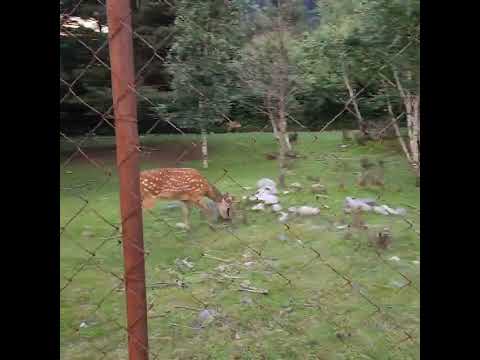 Видео: База отдыха Порог неба