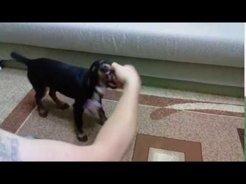 Видео: Воспитание щенка 3 . Как отучить щенка кусаться