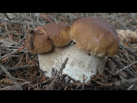Видео: ЧУДЕСА ПРИРОДЫ! НАХОДКИ В ЛЕСУ МЕЧТА ГРИБНИКА! ТАКОЕ НАДО ВИДЕТЬ!!!