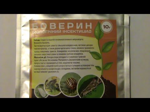 Видео: Боверин ! У меня есть БОВЕРИН !