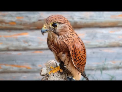 Видео: Сокол ПУСТЕЛЬГА / Время Сокола