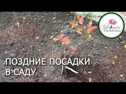 Видео: ПОЗДНИЕ ПОСАДКИ В САДУ