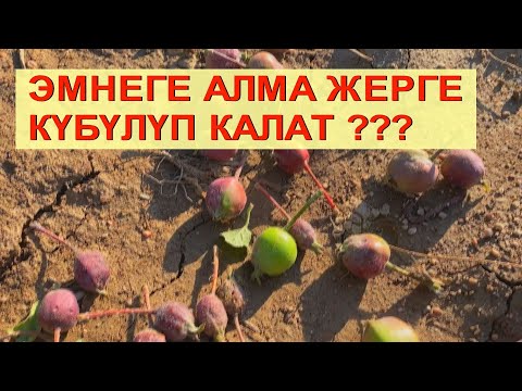 Видео: АЛМА ТҮЙҮЛӨТ, БИРОК ЖЕРГЕ КҮБҮЛҮП КАЛУУДА? СЕБЕБИН БИЛИП АЛЫҢЫЗ ☝️☝️☝️