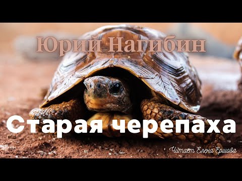 Видео: Юрий Нагибин I Аудиорассказ I Старая черепаха