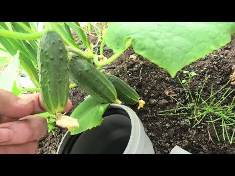 Видео: 18-27 06 24г огород,огурец охотный ряд