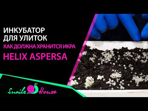 Видео: Инкубатор для икры улитки Helix aspersa | Snails House Farm