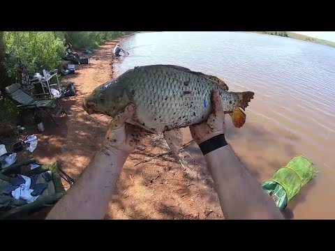 Видео: Рыбалка на карпа в Оренбурге. Холодные ключи. ст. Каргала ,  Сергиевский пруд (платник)