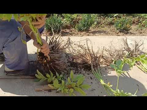 Видео: Пионгул кучатини экишга тайёрлаш 01.08.2023й.