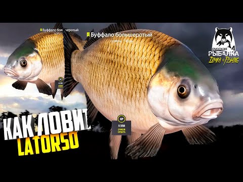 Видео: Русская рыбалка 4.🎣🦈 р. Ахтуба 🐋🐋💦 КАК ЛОВИТ LATORSO 👀