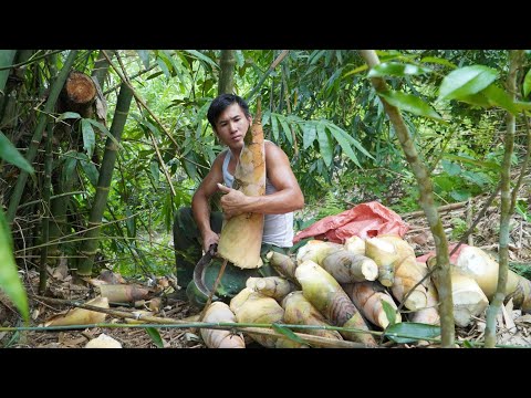 Видео: Генеральный директор отправляется в лес, чтобы выкопать гигантские побеги бамбука и обеспечить себя