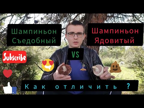 Видео: Как отличить ядовитый шампиньон от съедобного