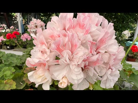 Видео: Пеларгонии в теплице 2 недели. Тюльпаны готовятся 🙈😊