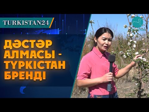 Видео: Қарнақ ауылында еш жерде жоқ "дәстәр алмасы" өседі