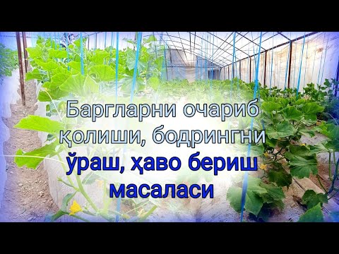 Видео: Баргларни очариб қолиши, бодрингни ўраш, ҳаво бериш масаласи