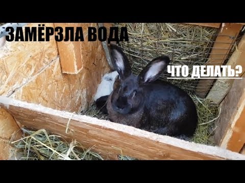 Видео: У кроликов замерзла вода что делать. кролики крольчата