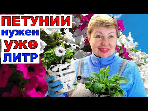 Видео: Захотели уже литровочку! Пришлось дать- выкинуть Петунии жалко