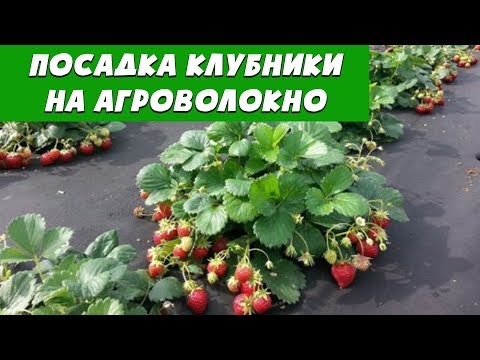 Видео: Посадка клубники весной на агроволокно. Органический способ!
