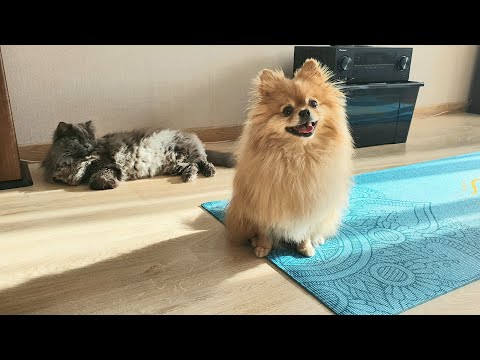 Видео: Бася Шпиц боится забирать червяка у кота!