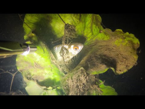 Видео: Охота в туманную ночь - Andrey Podvoh