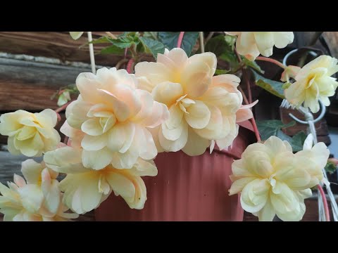 Видео: ЦВЕТЫ МОЕГО САДА,ИЮЛЬ МАКУШКА ЛЕТА