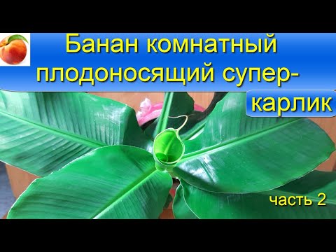 Видео: Банан комнатный выращивание banana