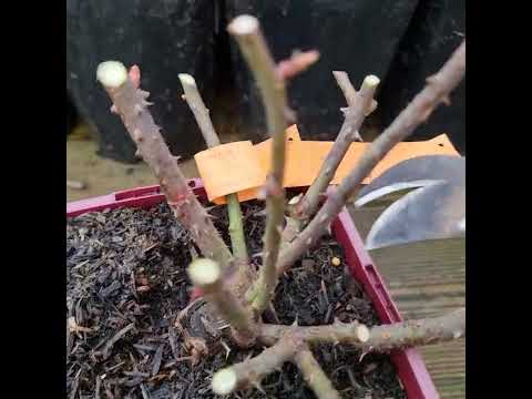 Видео: Весенняя обрезка первогодок ЧГ и Флорибунд